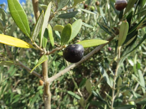 Olive tree - Olea europaea