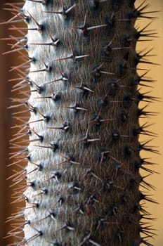 Prickly affair