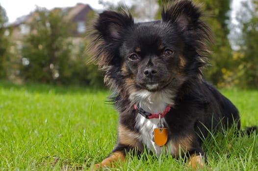 A small black,long-haired Chihuahua lies in the meadow.