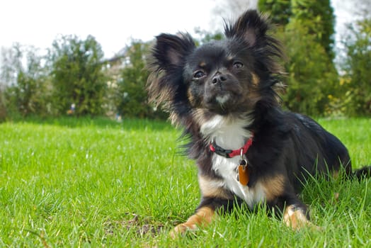 A small black,long-haired Chihuahua sits in the meadow.