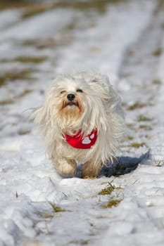 Small white Havanese runs towards the camera in the snow.