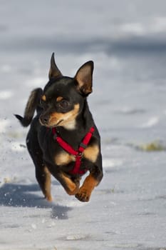 Little miniature pinscher trots elegantly through the snow.
