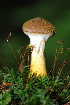 Mushroom