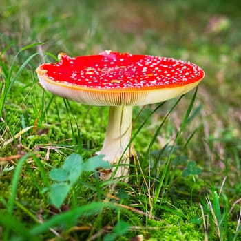 Toadstool in the meadow