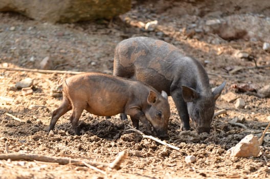 baby wild boar in nature
