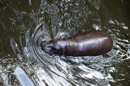 pygmy hippo in the water