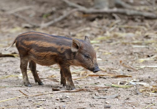 baby wild boar in nature