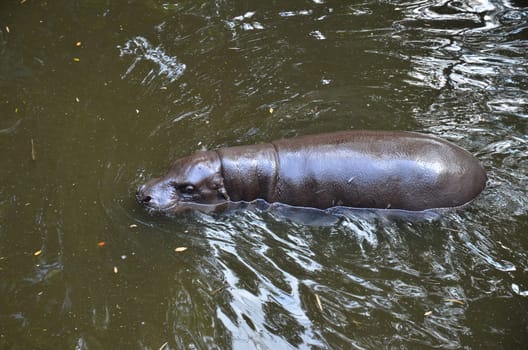 pygmy hippo in the water