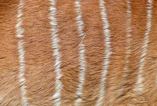 textured of nyala fur (Tragelafhus angasii)