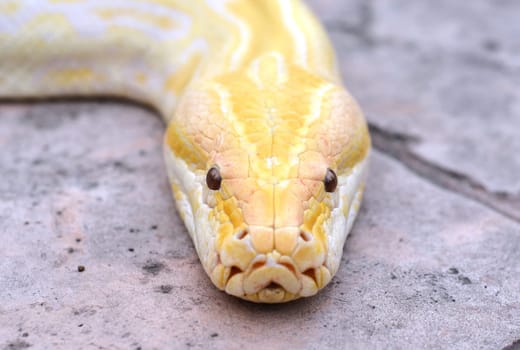 albino phyton head close up