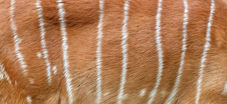 textured of nyala fur (Tragelafhus angasii)