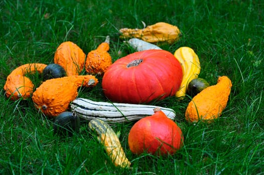 Autumn decoration with pumpkins.