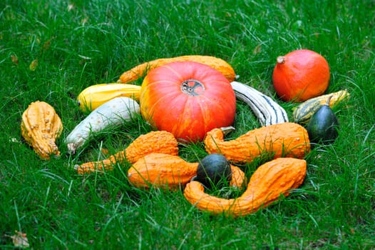 Autumn decoration with pumpkins.