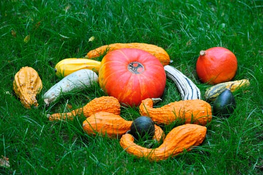 Autumn decoration with pumpkins.