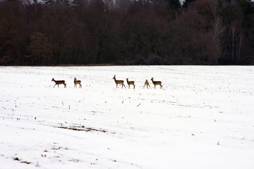 The photograph of deer in a field in winter.
