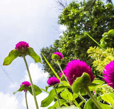 Pink globe amaranth or bachelor button flower and blue sky.