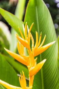Heliconia flower in garden