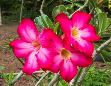 Red desert rose flower close up and flowers at backgroud