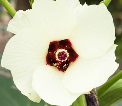 Roselle or Jamaica flower, Hibiscus sabdariffa. used to make Thai food.