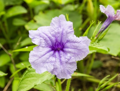 Purple Ruellia Tuberosa Flower on flowers at backgroud