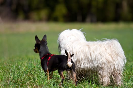Two small dogs observe their surroundings very attentively,a Rehpinscher and a Havanese with their backs to the camera.