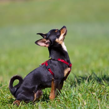 Small black dog sits in a green meadow and looks up strained.