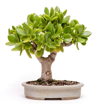 Penny tree (Crassula ovata) as bonsai tree in a bowl
