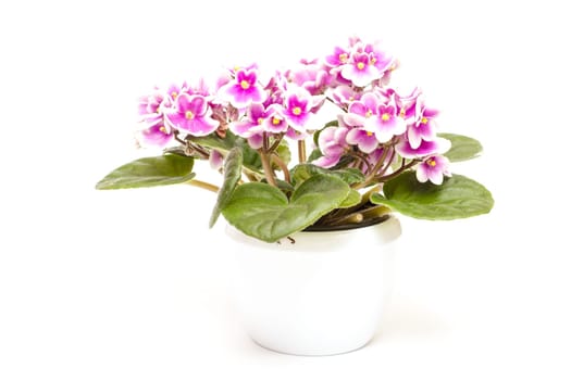 Usambara violet with flowers in two colors on white background