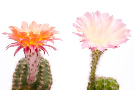 Two multi-coloured cactus flowers against a white background