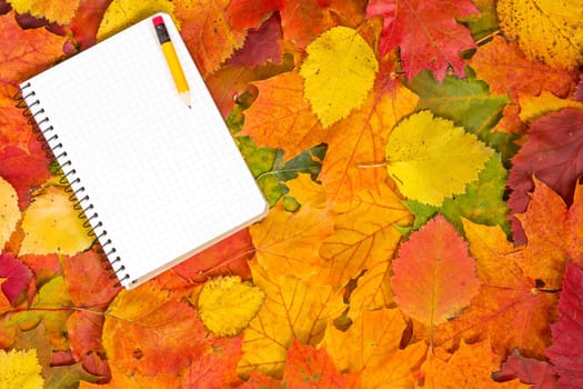 Blank notebook with pencil on the autumnal leaves background