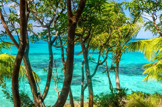 Turquoise water and trees in Caribbean island of San Andres y Providencia, Colombia