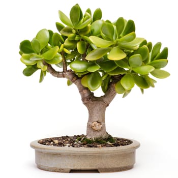 Crassula ovata as a bonsai tree in a bonsai bowl