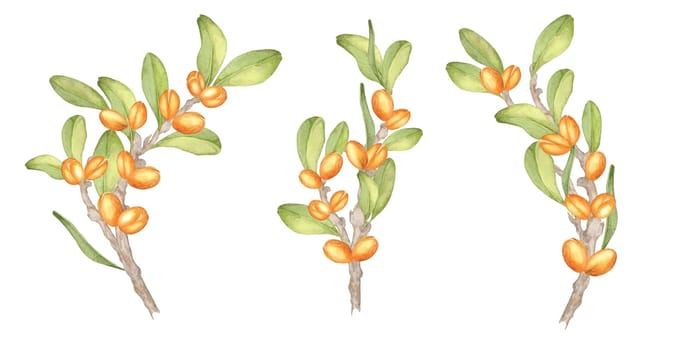 A watercolor clipart showcasing three detailed argan tree branches with fruits and foliage. Botanical illustration. Suitable for use in product branding, natural patterns, or herbal merchandise.