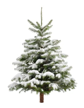 Beautifully shaped small fir tree in the snow,insulated on white
