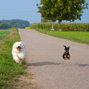 Two small dogs in a race,in the background the road and fields.