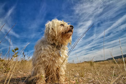 A small but very proud young dog sits in front of a blue sky with clouds,all captured with a wide-angle lens.