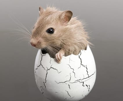 Mouse hatches