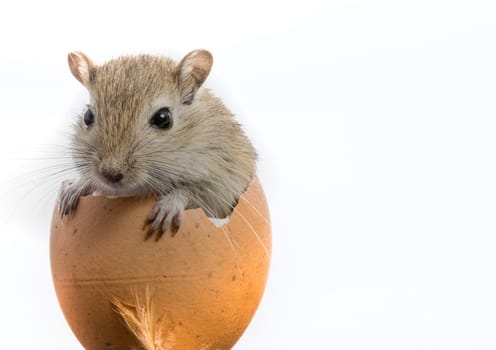 Mouse in the egg