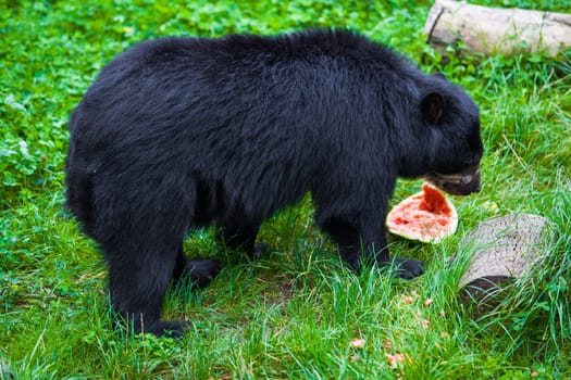 Black Bear