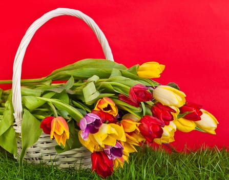 Basket with colorful tulips.