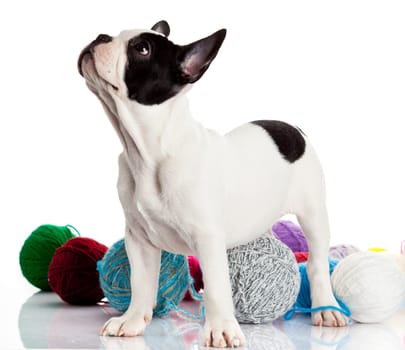 French Bulldog  puppy with a wool balls isolated on white background.