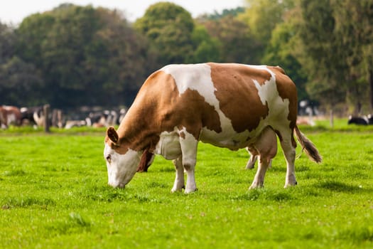 Cows on meadow.Grazing calves