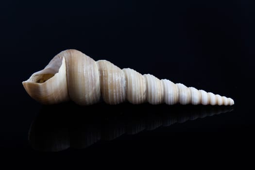 shell on a black background.