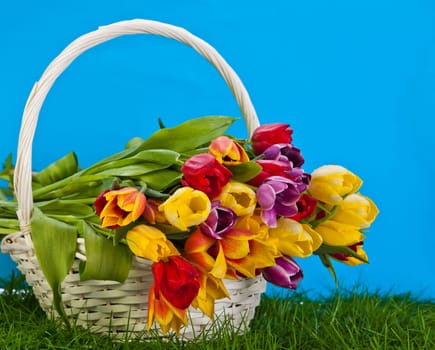 Basket with colorful tulips.