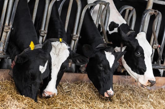 cows in a farm. Dairy cows in a farm.