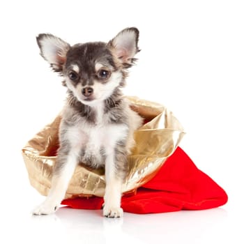 Chihuahua puppy   for Christmas!