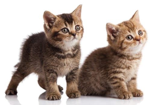 Two kitten  on a white background
