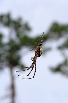 American wasp spider