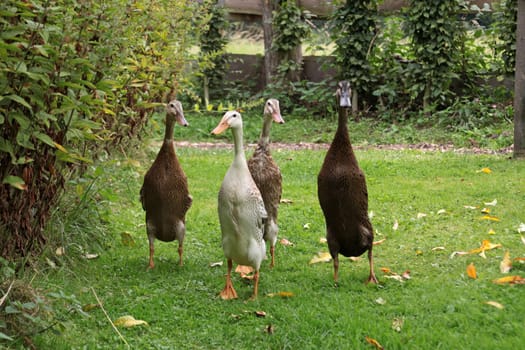 Running ducks
