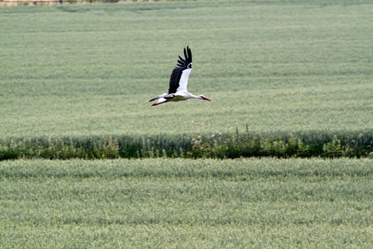 Flying stork over fields